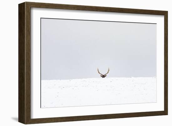 Elk-Trent Foltz-Framed Art Print