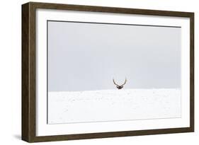 Elk-Trent Foltz-Framed Art Print