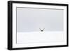 Elk-Trent Foltz-Framed Art Print