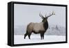 Elk-null-Framed Stretched Canvas