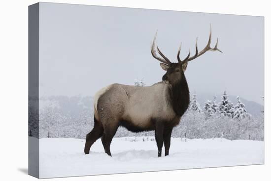 Elk-null-Stretched Canvas