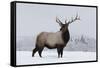 Elk-null-Framed Stretched Canvas