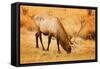 Elk-null-Framed Stretched Canvas