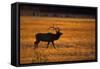 Elk-null-Framed Stretched Canvas