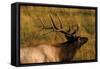 Elk-null-Framed Stretched Canvas