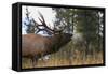 Elk-null-Framed Stretched Canvas