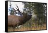 Elk-null-Framed Stretched Canvas