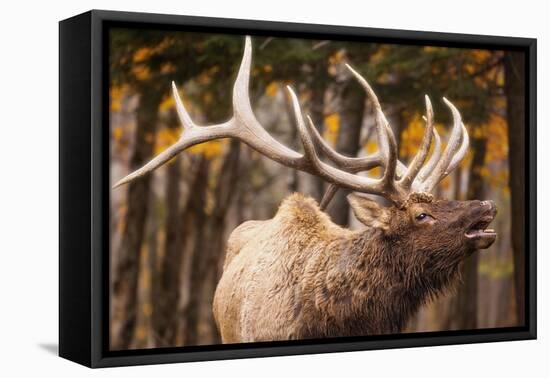 Elk-null-Framed Stretched Canvas