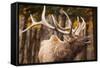 Elk-null-Framed Stretched Canvas