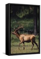 Elk-DLILLC-Framed Stretched Canvas