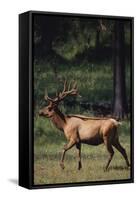 Elk-DLILLC-Framed Stretched Canvas