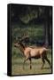 Elk-DLILLC-Framed Stretched Canvas