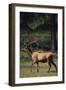 Elk-DLILLC-Framed Premium Photographic Print