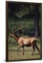 Elk-DLILLC-Framed Premium Photographic Print