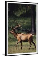 Elk-DLILLC-Framed Premium Photographic Print