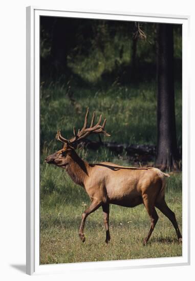 Elk-DLILLC-Framed Premium Photographic Print