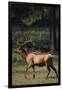 Elk-DLILLC-Framed Premium Photographic Print