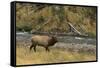 Elk-DLILLC-Framed Stretched Canvas