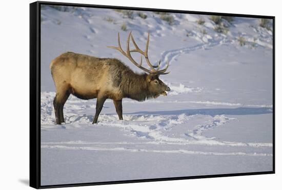 Elk-DLILLC-Framed Stretched Canvas