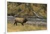 Elk-DLILLC-Framed Photographic Print