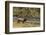 Elk-DLILLC-Framed Photographic Print