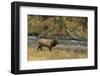 Elk-DLILLC-Framed Photographic Print