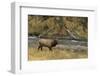 Elk-DLILLC-Framed Photographic Print