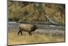 Elk-DLILLC-Mounted Photographic Print