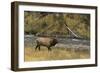 Elk-DLILLC-Framed Photographic Print