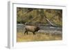 Elk-DLILLC-Framed Photographic Print