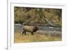 Elk-DLILLC-Framed Photographic Print