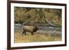 Elk-DLILLC-Framed Photographic Print