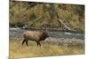 Elk-DLILLC-Mounted Photographic Print