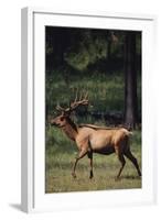 Elk-DLILLC-Framed Photographic Print