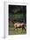 Elk-DLILLC-Framed Photographic Print