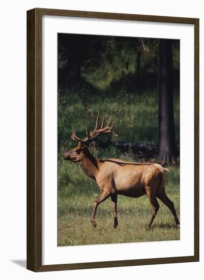 Elk-DLILLC-Framed Photographic Print