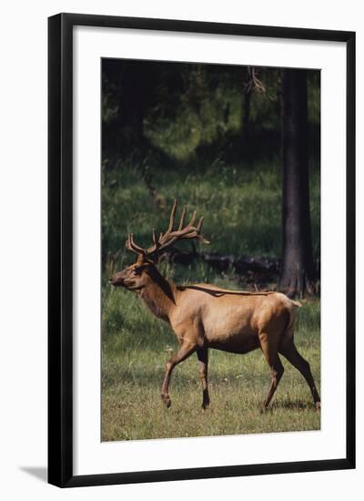 Elk-DLILLC-Framed Photographic Print