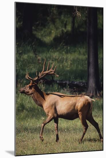 Elk-DLILLC-Mounted Photographic Print