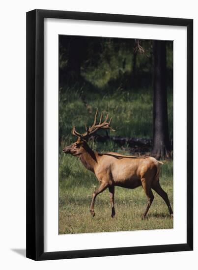 Elk-DLILLC-Framed Photographic Print