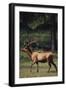 Elk-DLILLC-Framed Photographic Print