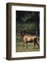 Elk-DLILLC-Framed Photographic Print