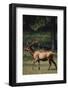 Elk-DLILLC-Framed Photographic Print