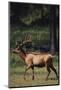 Elk-DLILLC-Mounted Photographic Print