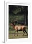 Elk-DLILLC-Framed Photographic Print