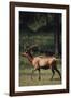 Elk-DLILLC-Framed Photographic Print