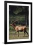 Elk-DLILLC-Framed Photographic Print