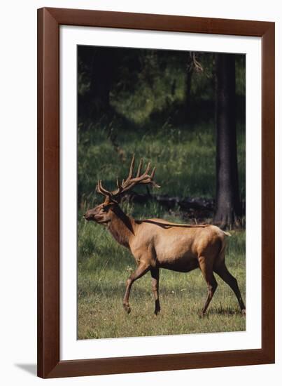 Elk-DLILLC-Framed Photographic Print