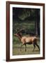 Elk-DLILLC-Framed Photographic Print