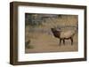 Elk-DLILLC-Framed Photographic Print