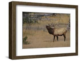 Elk-DLILLC-Framed Photographic Print